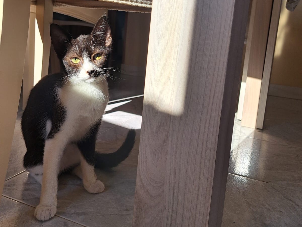 Adotta un gatto, femmina, 4 mesi, Milano