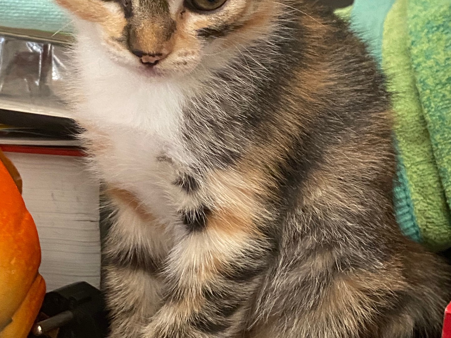 Adozione gatto, femmina, Razza sconosciuta Razza sconosciuta, 1 mesi, taglia non valida, Chieti