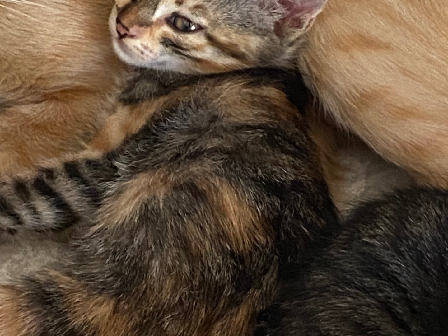 Adotta un gatto, femmina, 1 mesi, Chieti