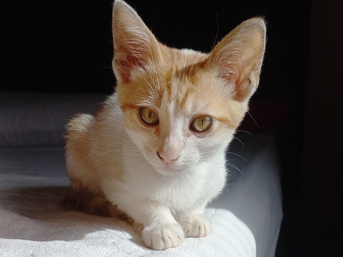 Adozione gatto, maschio, Razza sconosciuta Razza sconosciuta, 2 mesi, taglia non valida, Catania