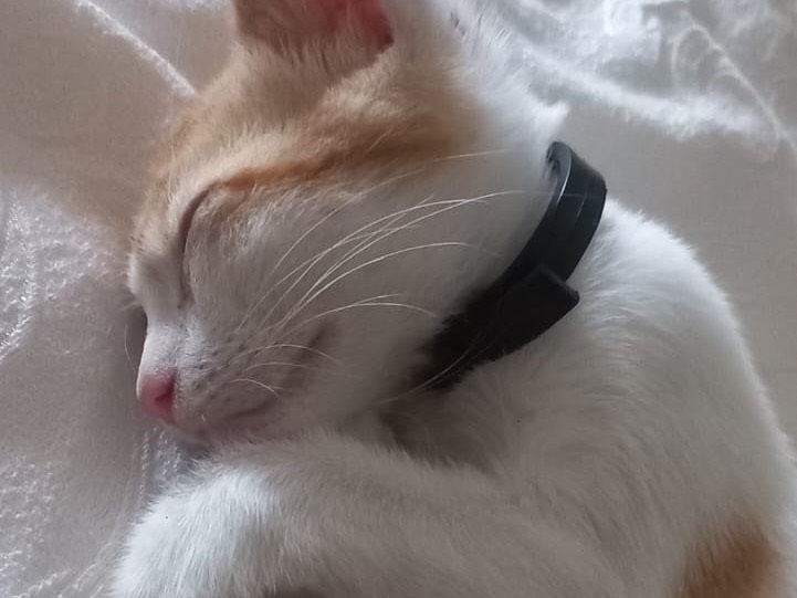 Adotta un gatto, maschio, 2 mesi, Catania