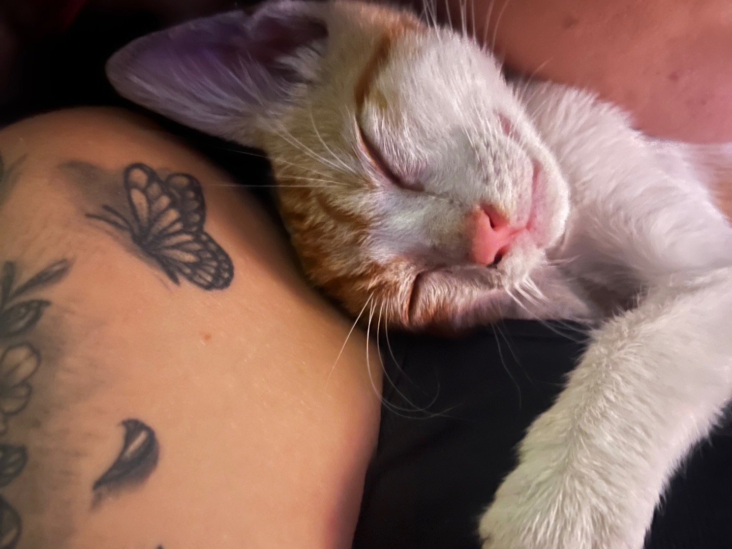 Adotta un gatto, taglia non valida, maschio, Catania