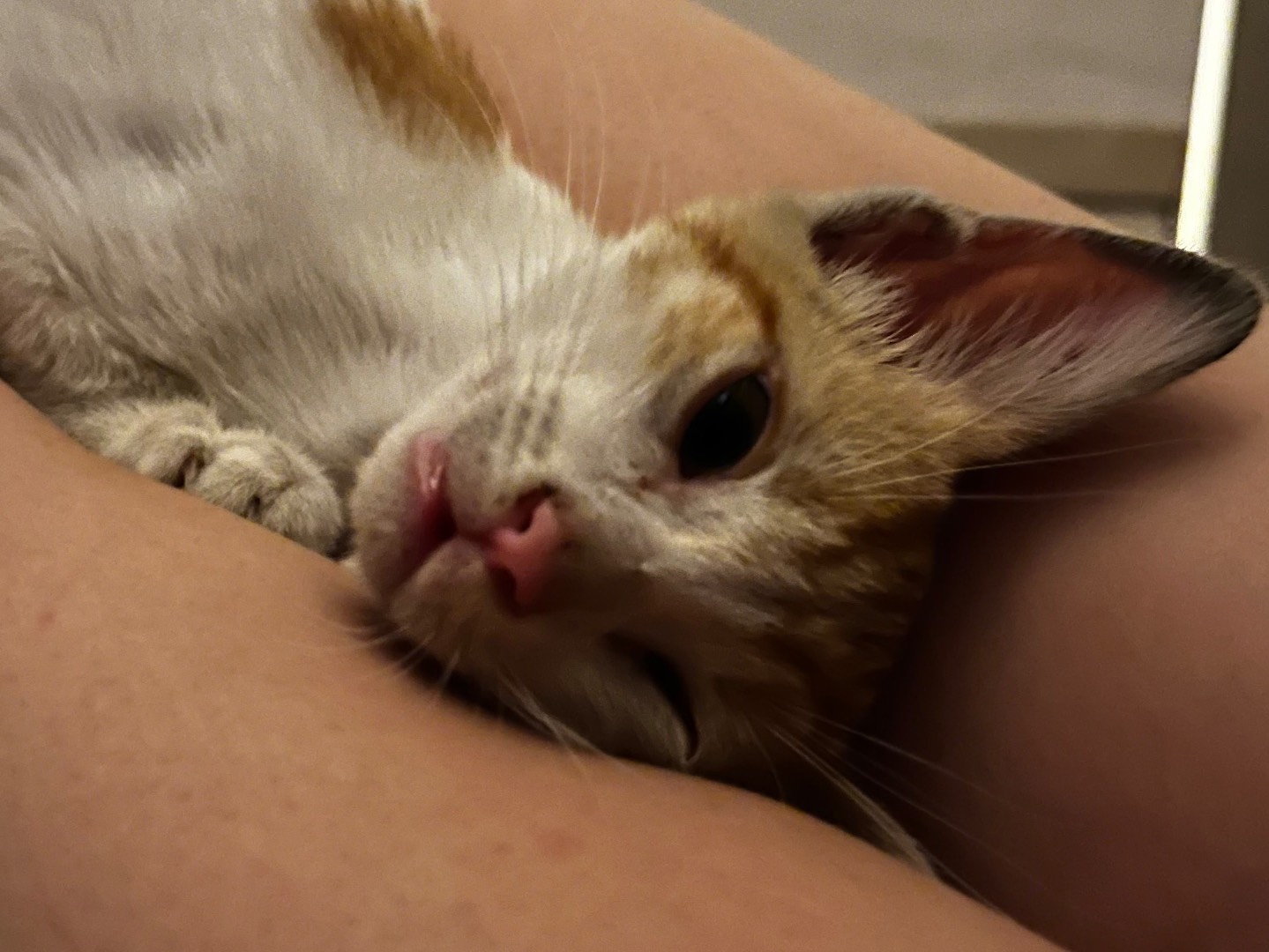 Vuoi adottare un gatto a Catania?