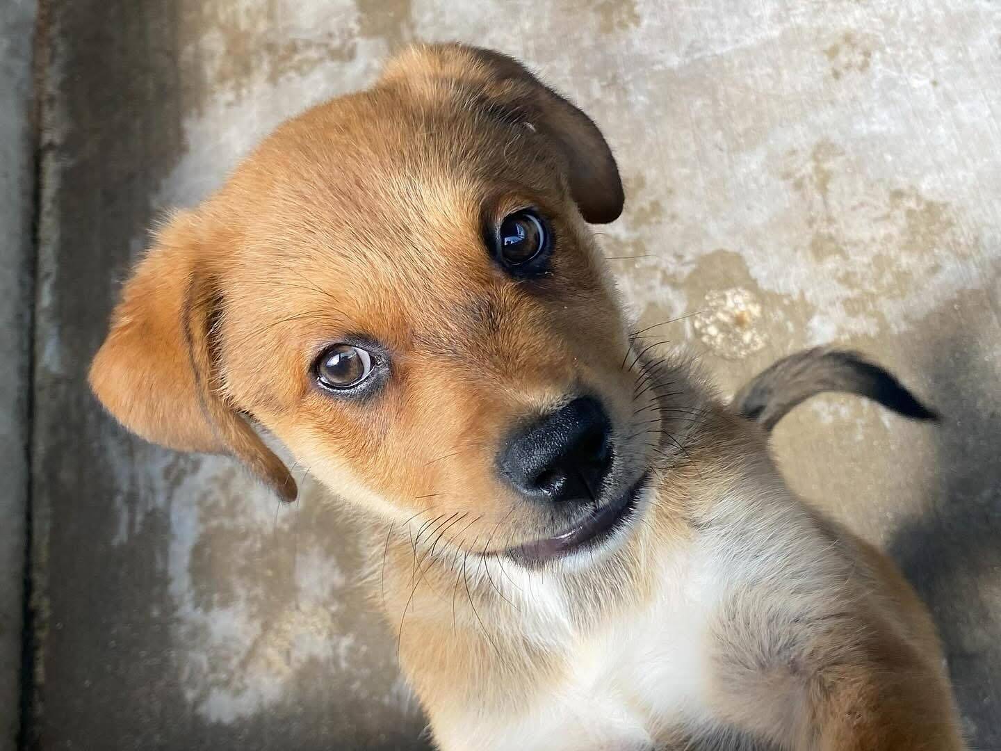 Adozione cane, femmina, Razza sconosciuta Razza sconosciuta, 3 mesi, taglia grande, Latina