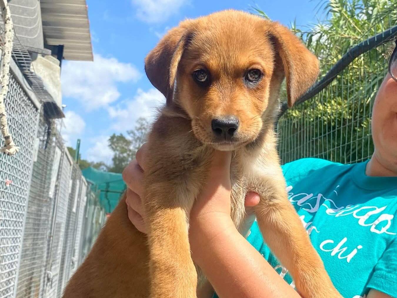 Adotta un cane, femmina, 3 mesi, Latina