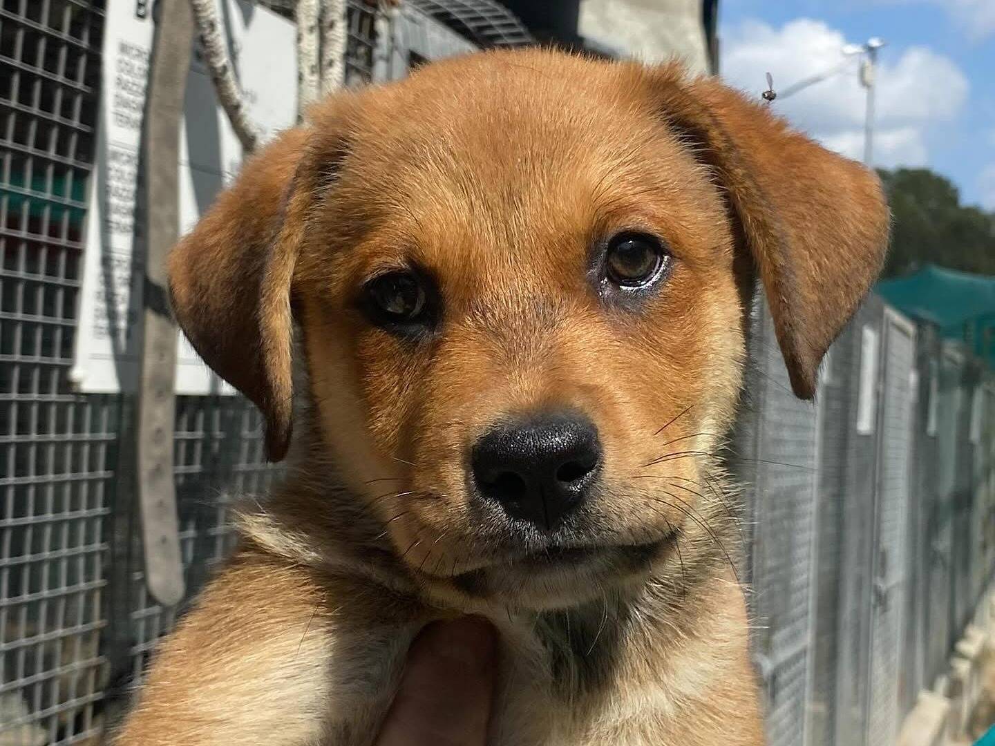 Vuoi adottare un cane a Latina?