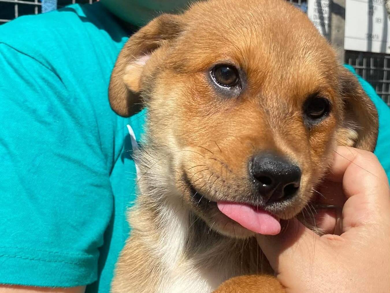 Adotta il cane Apollonia a Latina