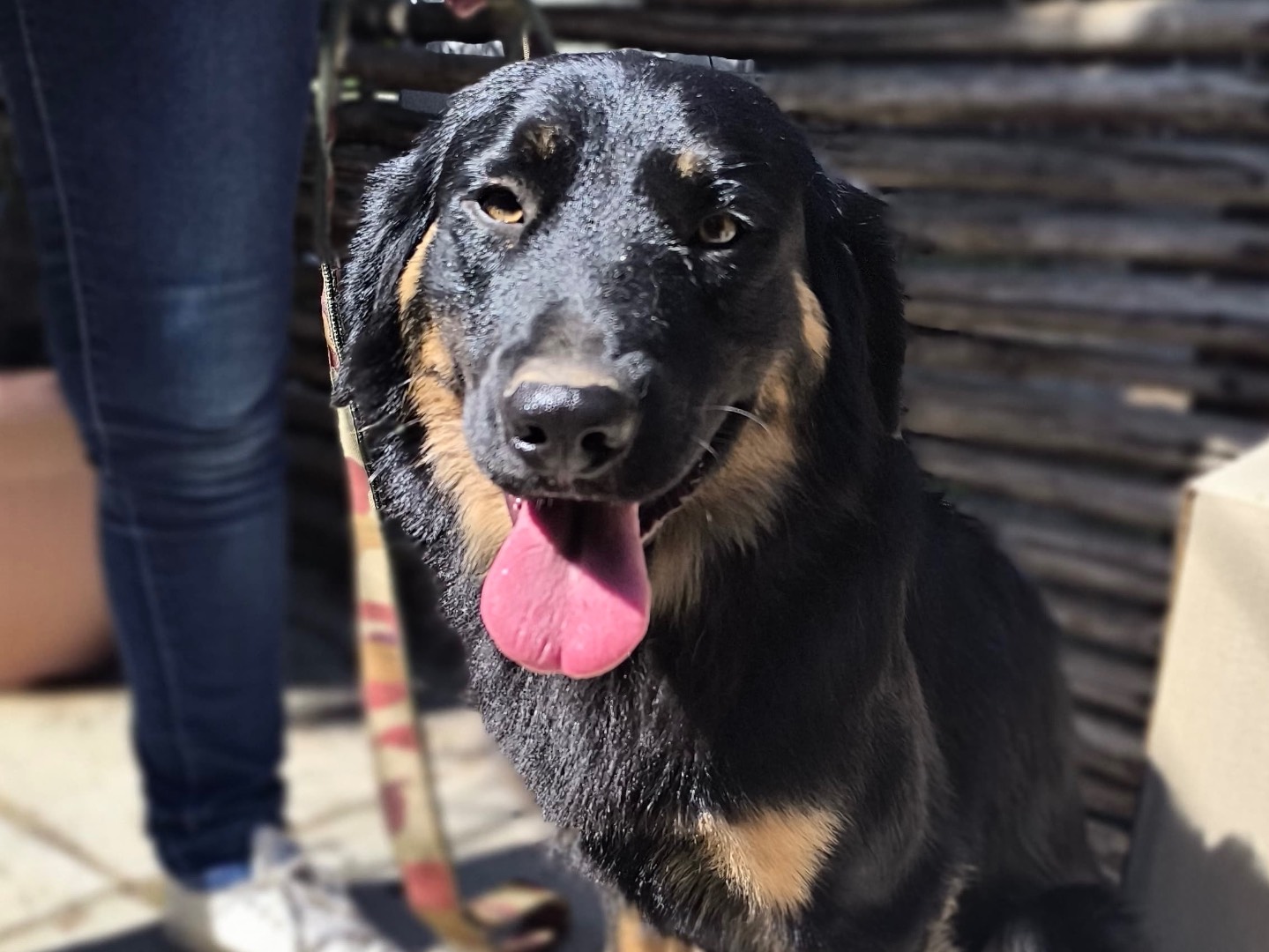 Vuoi adottare un cane a Napoli?