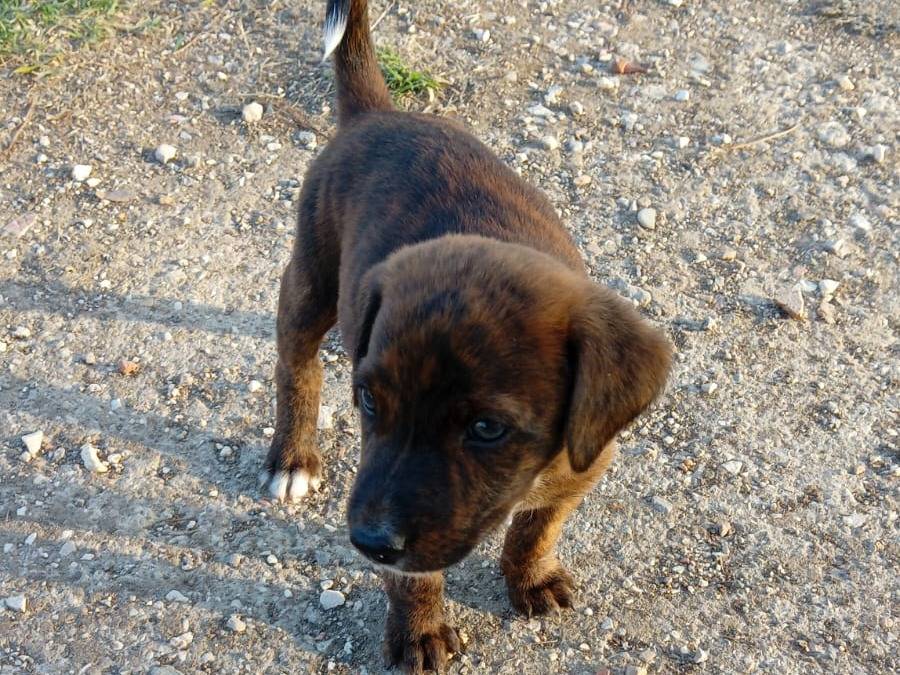 Foto 3 dell'animale