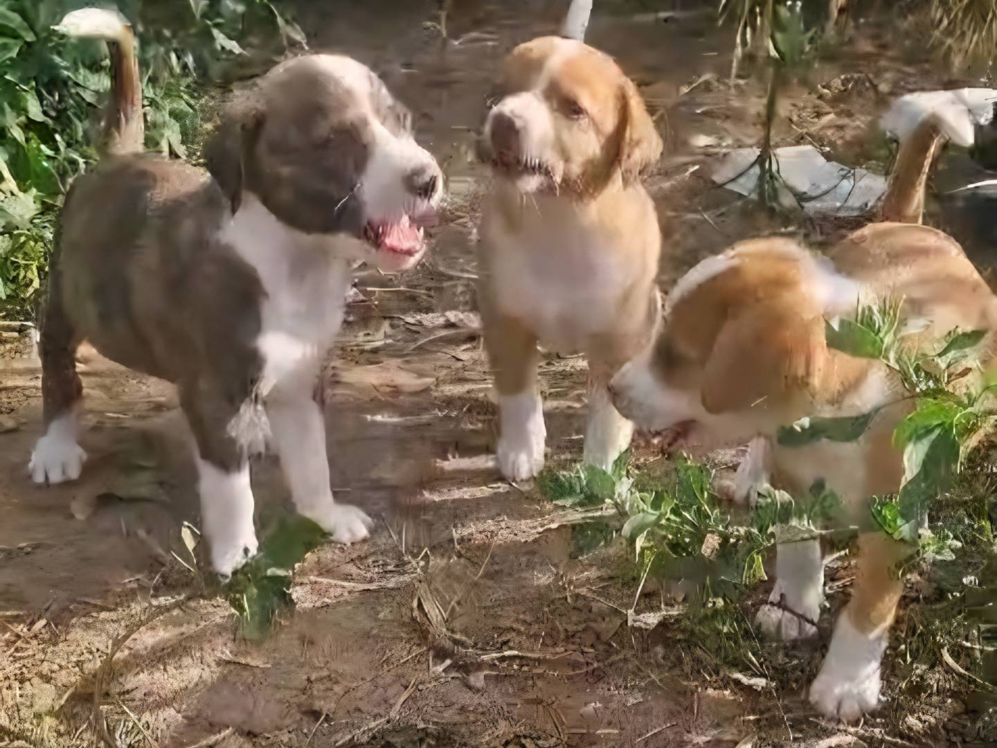 Vuoi adottare un cane a Caserta?