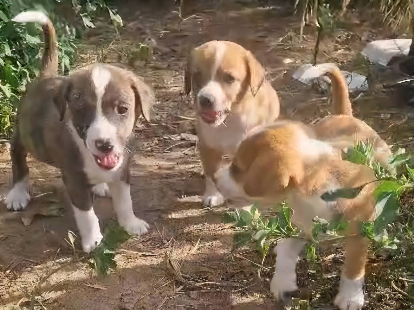 Adotta il cane Batman IronMan e Scarlet a Caserta