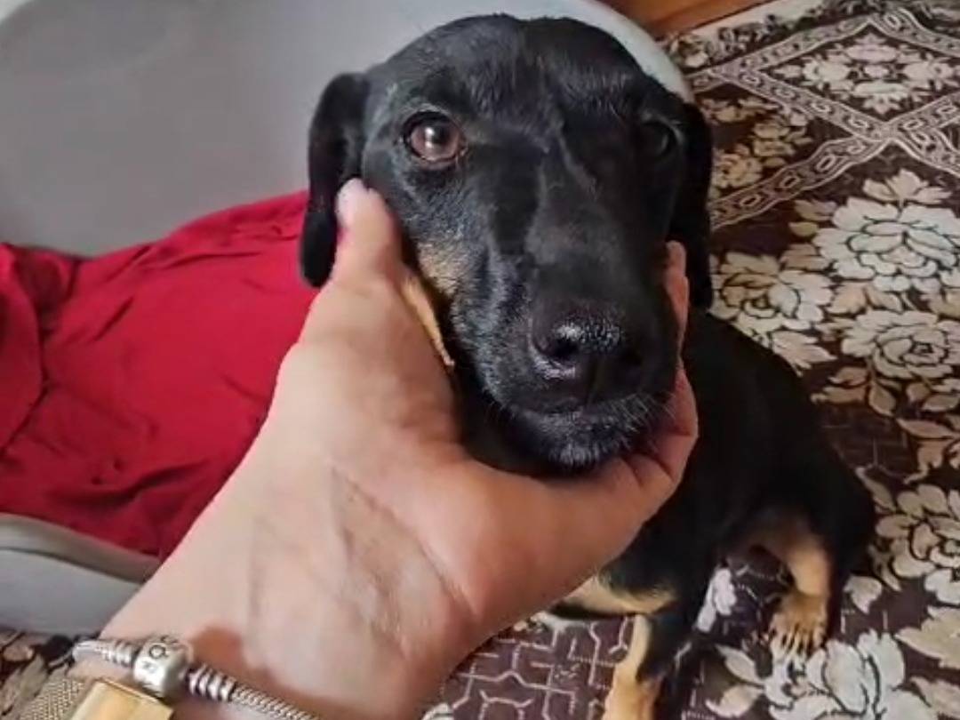 Adozione cane, femmina, Bassotto Razza sconosciuta, 2 anni e 1 mese, taglia piccola, Avellino