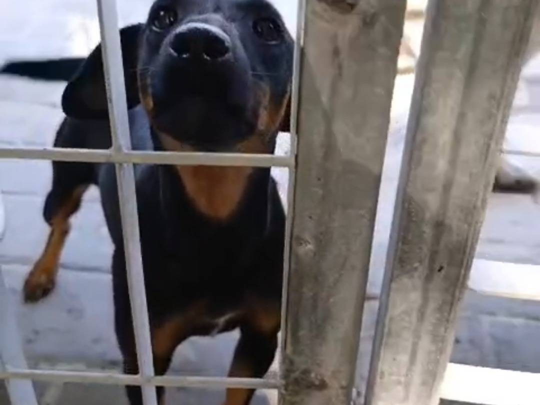 Adotta un cane, femmina, 2 anni e 1 mese, Avellino