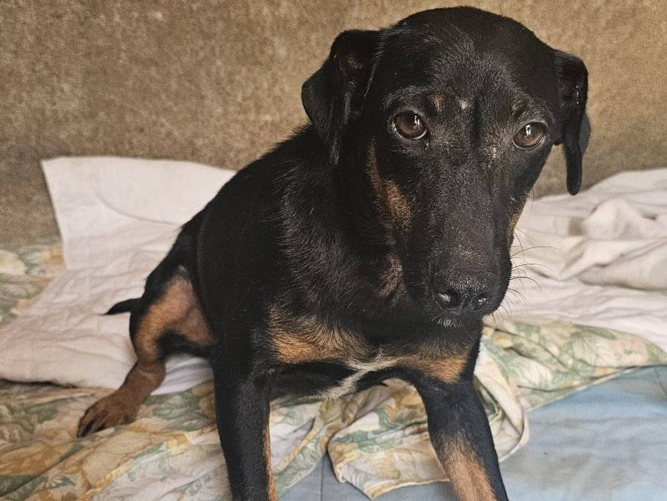 Adotta un cane, taglia piccola, femmina, Avellino