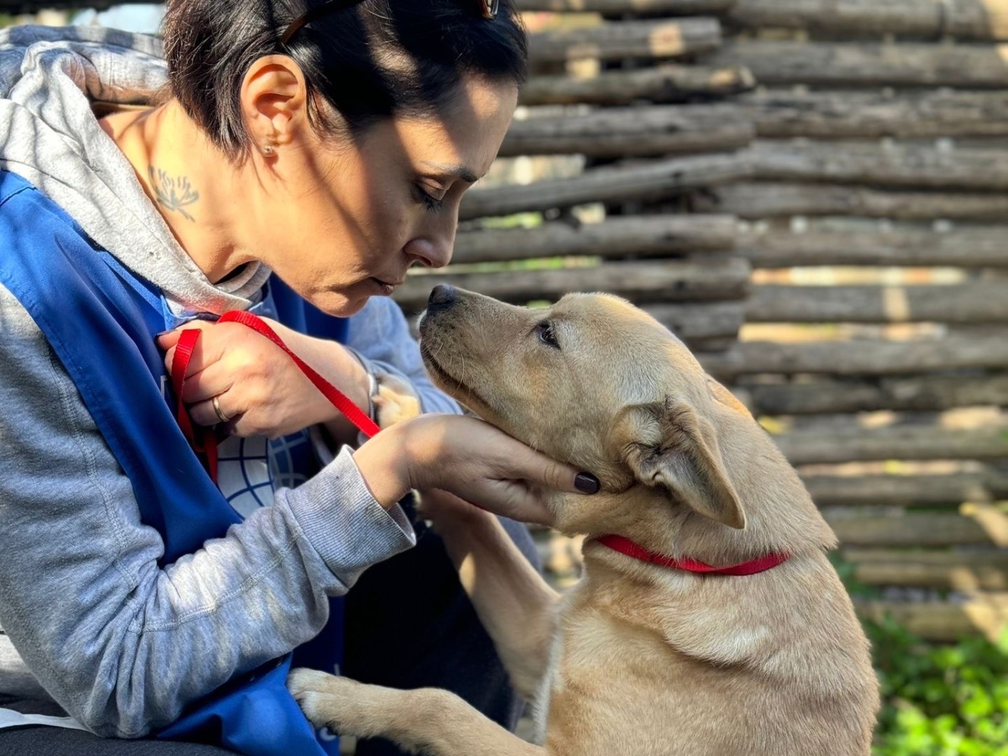 Vuoi adottare un cane a Napoli?