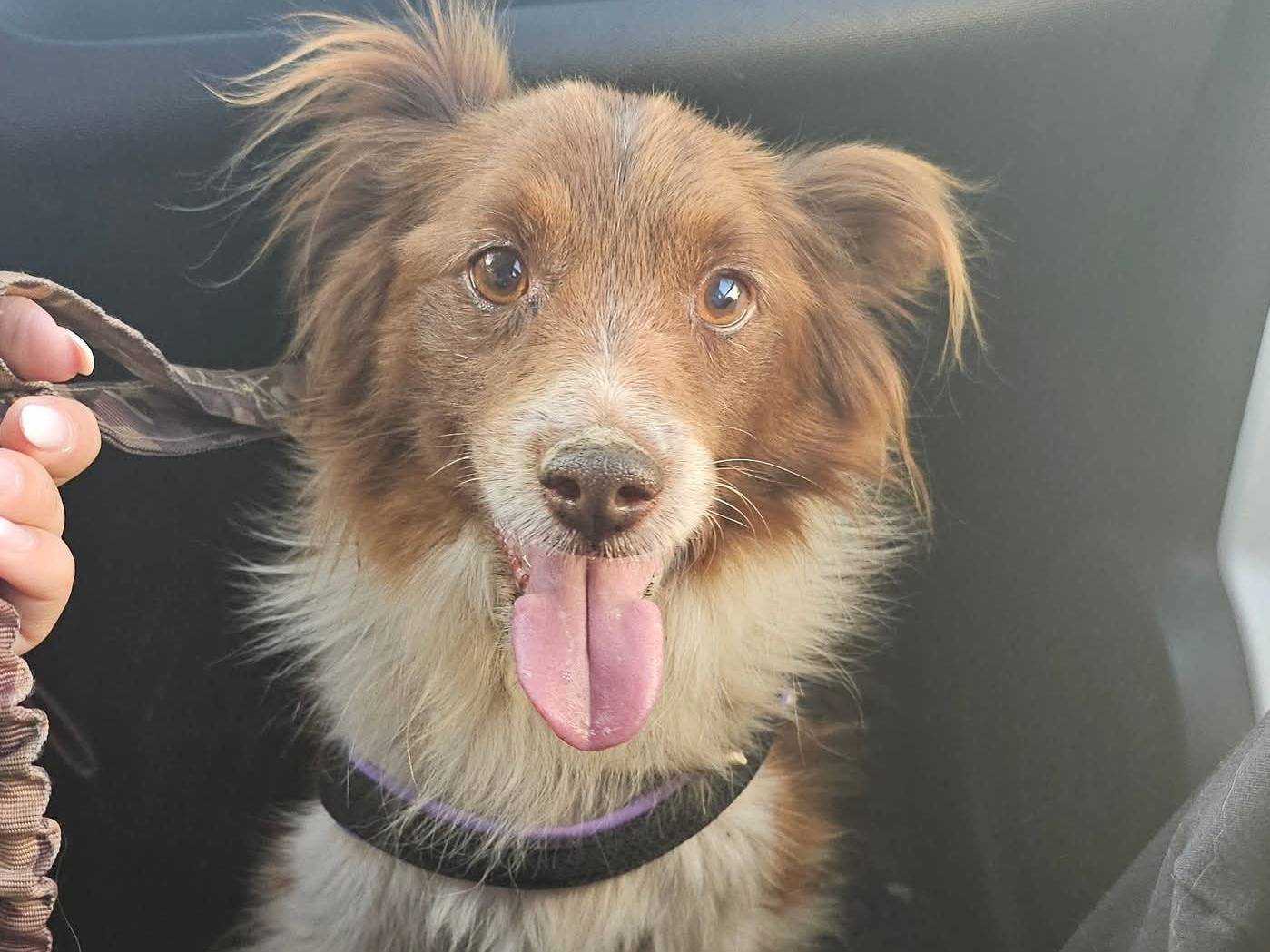 Adozione cane, maschio, Volpino di Pomerania Razza sconosciuta, 10 anni e 3 mesi, taglia piccola, Avellino