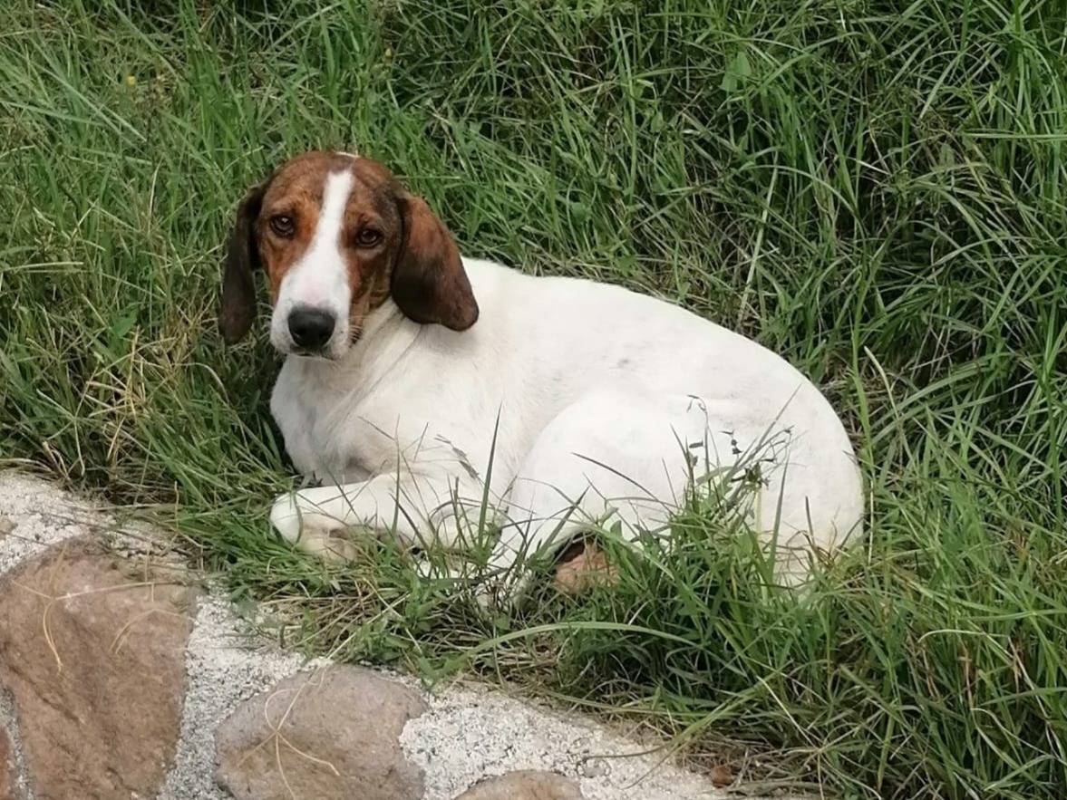 Adozione cane, femmina, Segugio Razza sconosciuta, 3 anni e 8 mesi, taglia media contenuta, Caserta