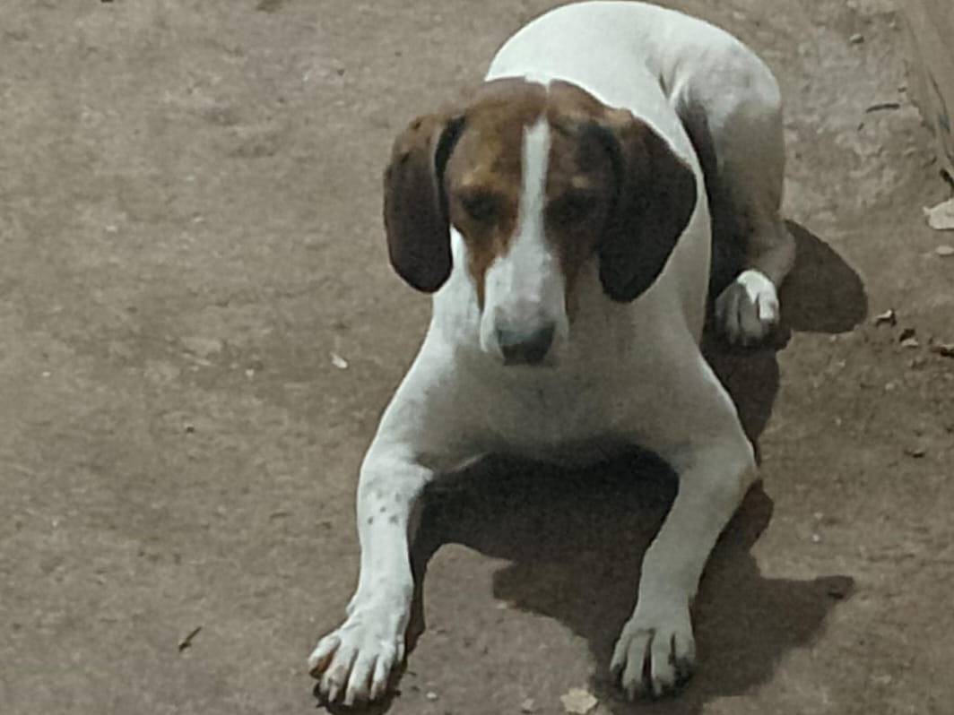 Adotta un cane, femmina, 3 anni e 8 mesi, Caserta