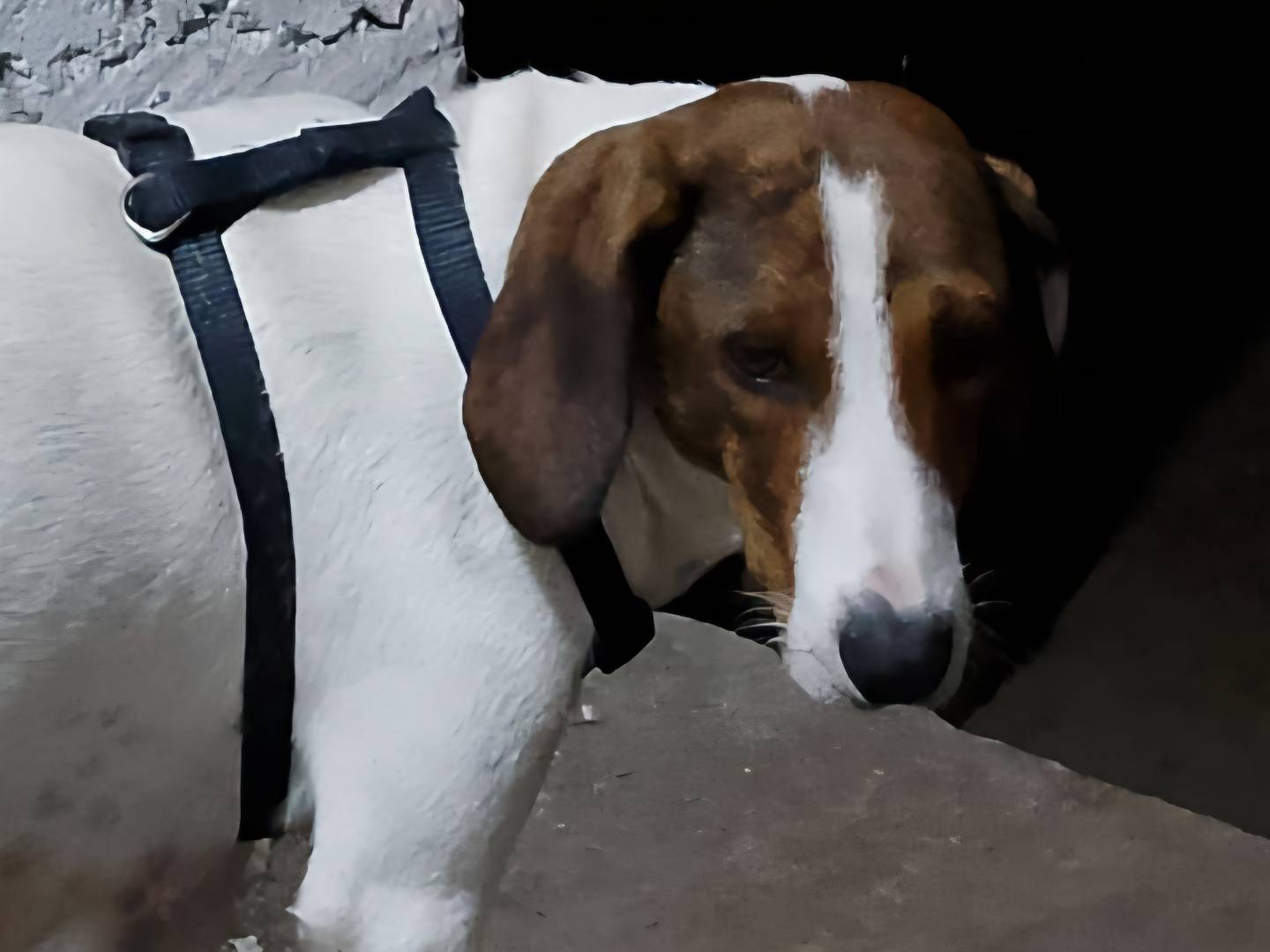 Adotta il cane Bella a Caserta