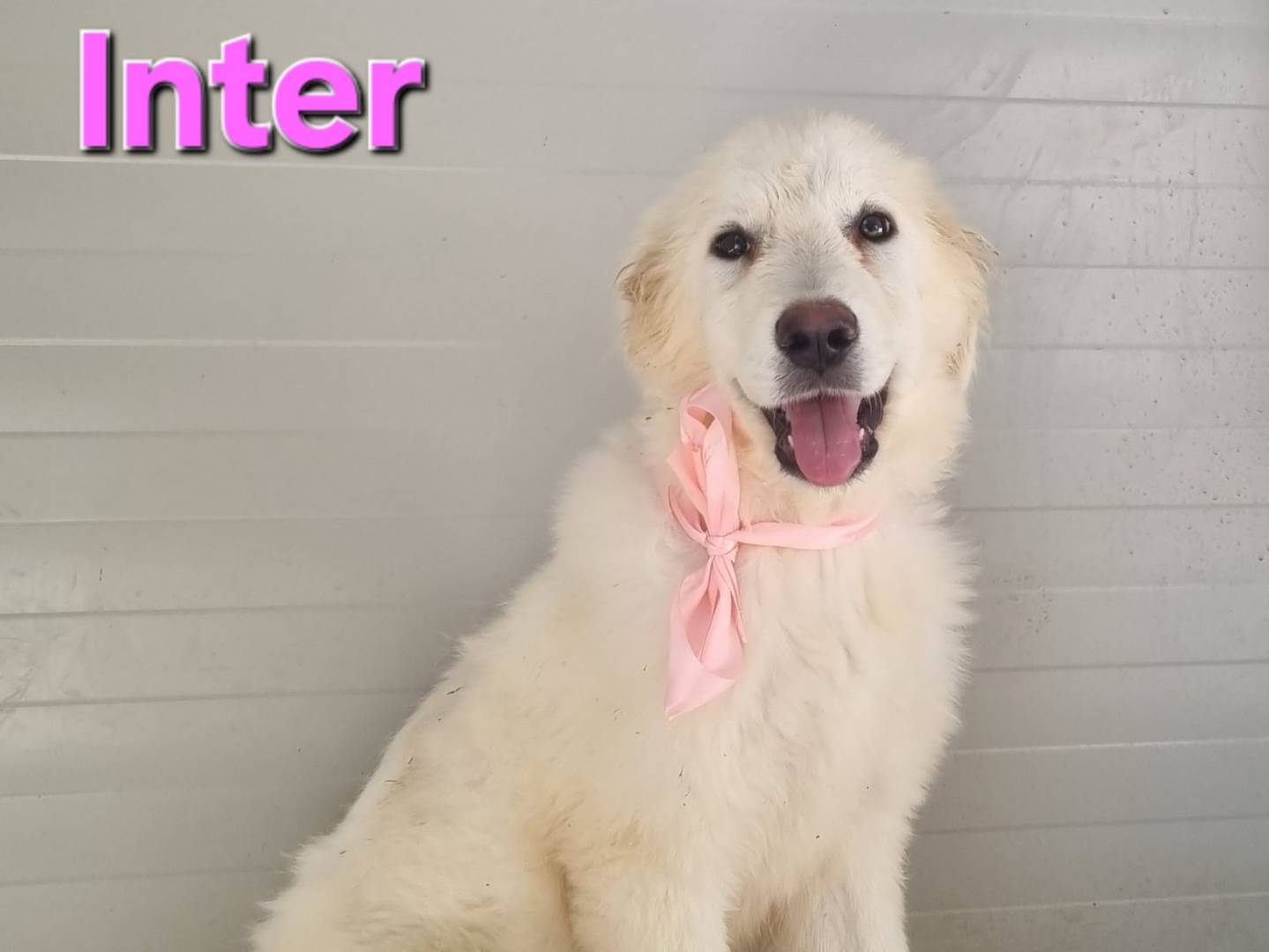 Adozione cane, femmina, Pastore maremmano Razza sconosciuta, 4 mesi, taglia grande, Taranto