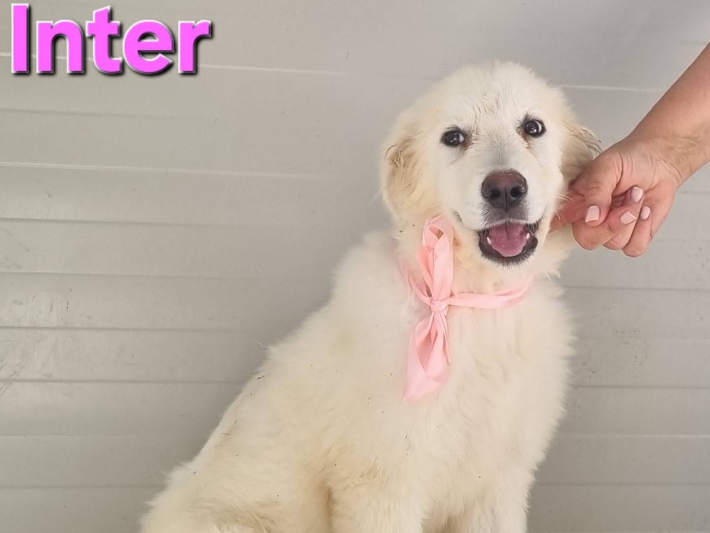 Adotta un cane, femmina, 4 mesi, Taranto