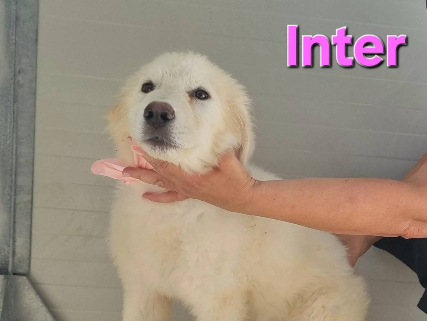 Adotta un cane, taglia grande, femmina, Taranto