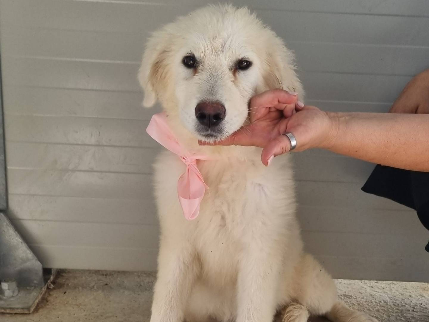 Vuoi adottare un cane a Taranto?