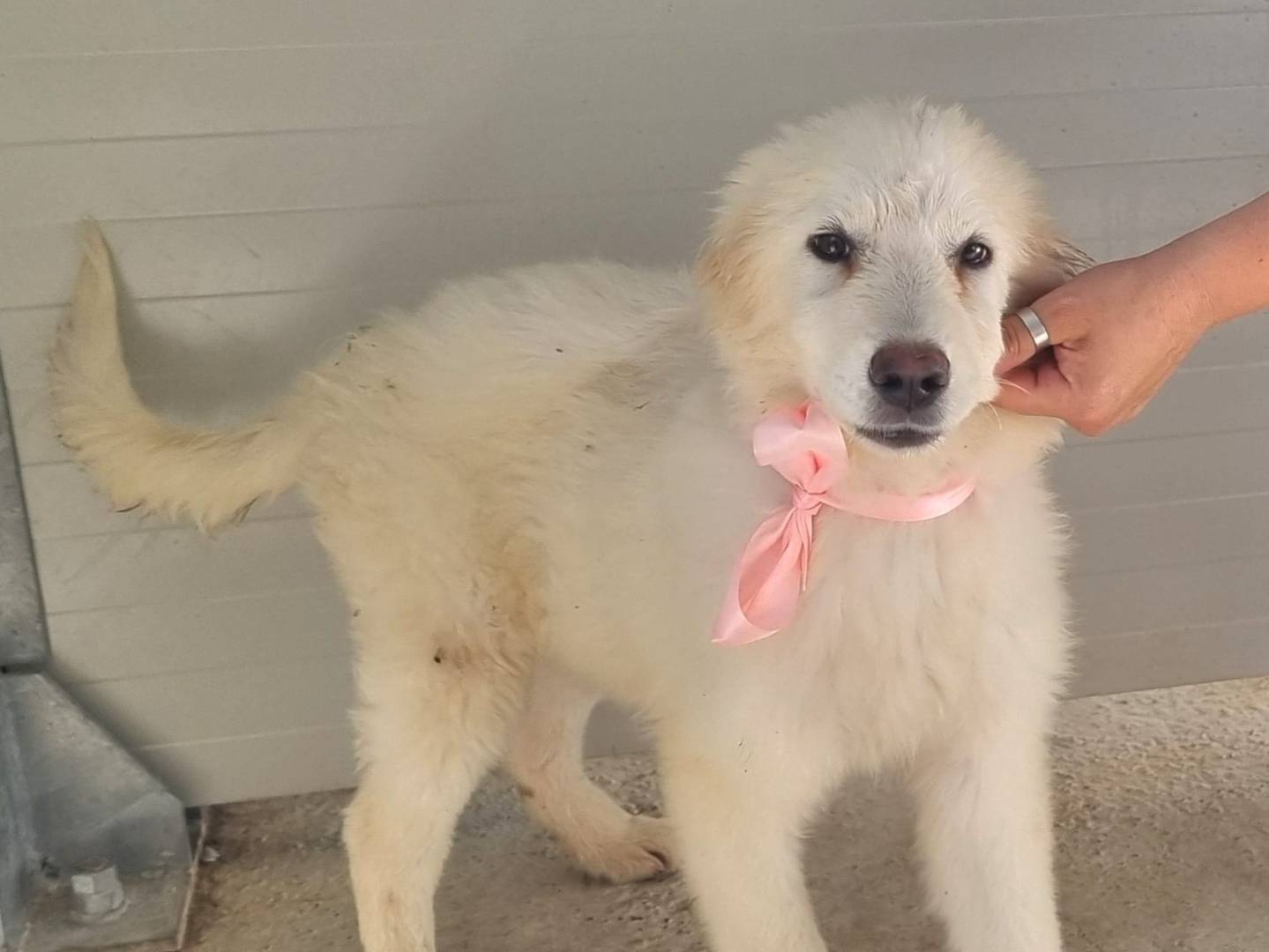 Adotta il cane Inter a Taranto
