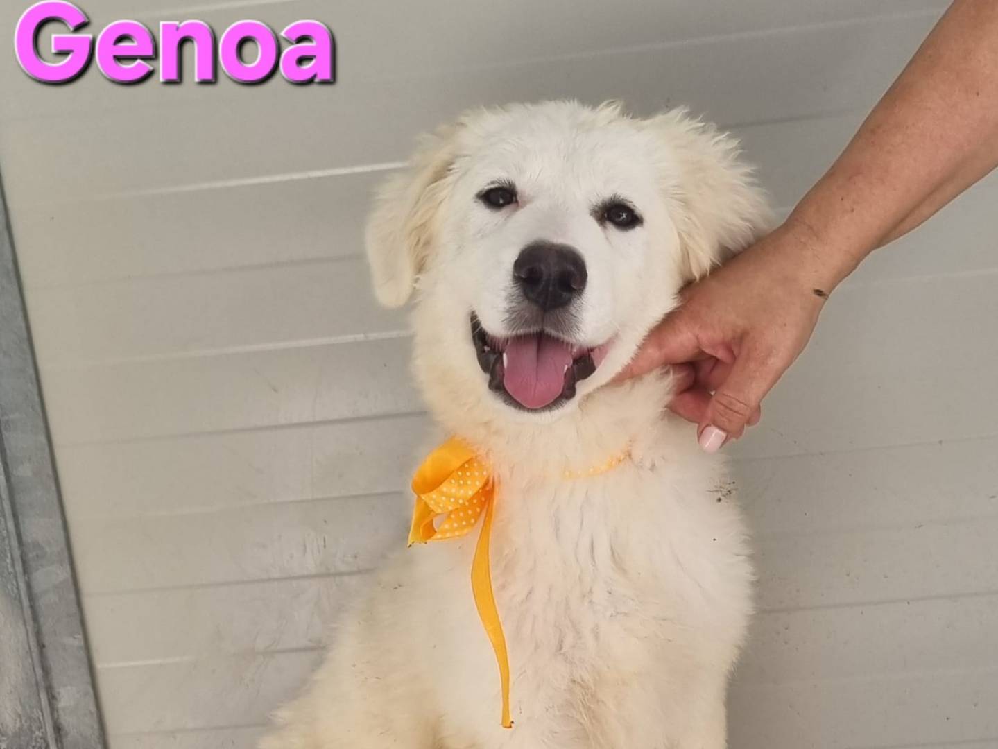 Adozione cane, femmina, Pastore maremmano Razza sconosciuta, 4 mesi, taglia grande, Taranto