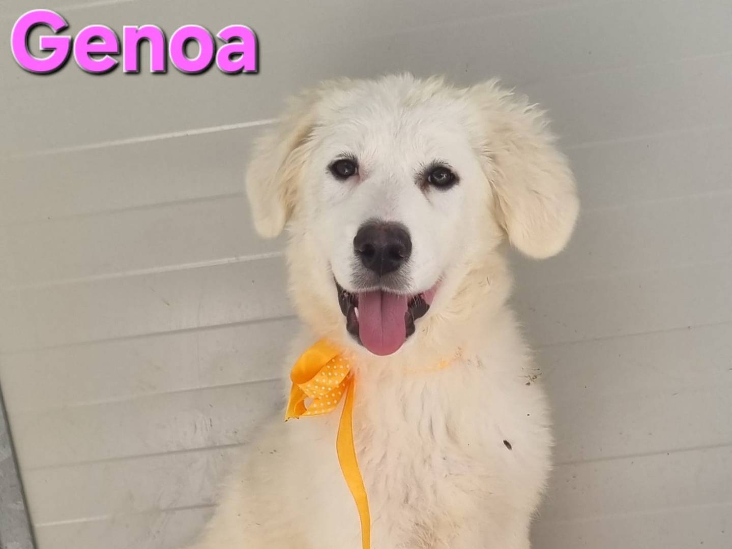 Adotta un cane, femmina, 4 mesi, Taranto