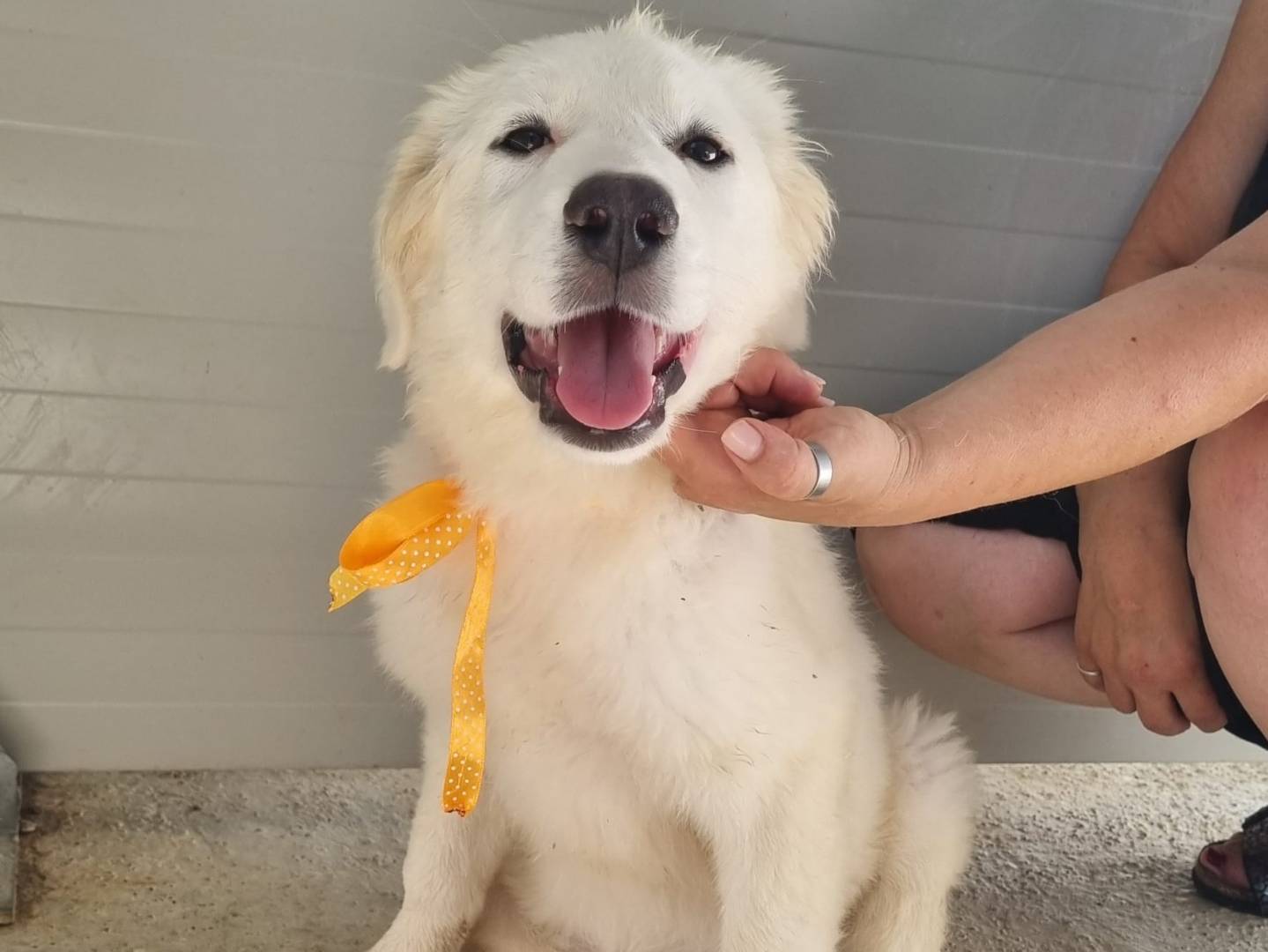 Vuoi adottare un cane a Taranto?
