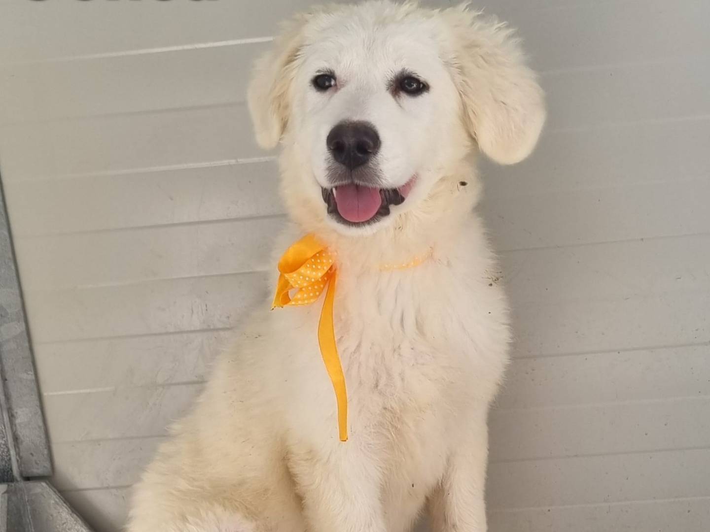 Adotta il cane Genoa a Taranto