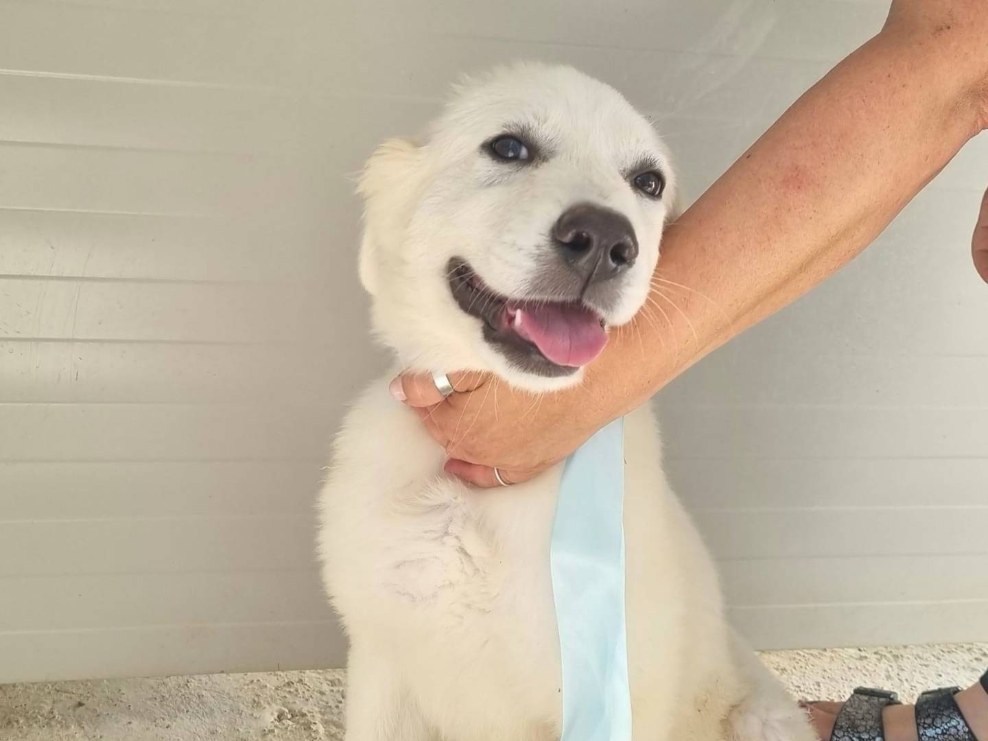 Adozione cane, maschio, Pastore maremmano Razza sconosciuta, 4 mesi, taglia grande, Taranto