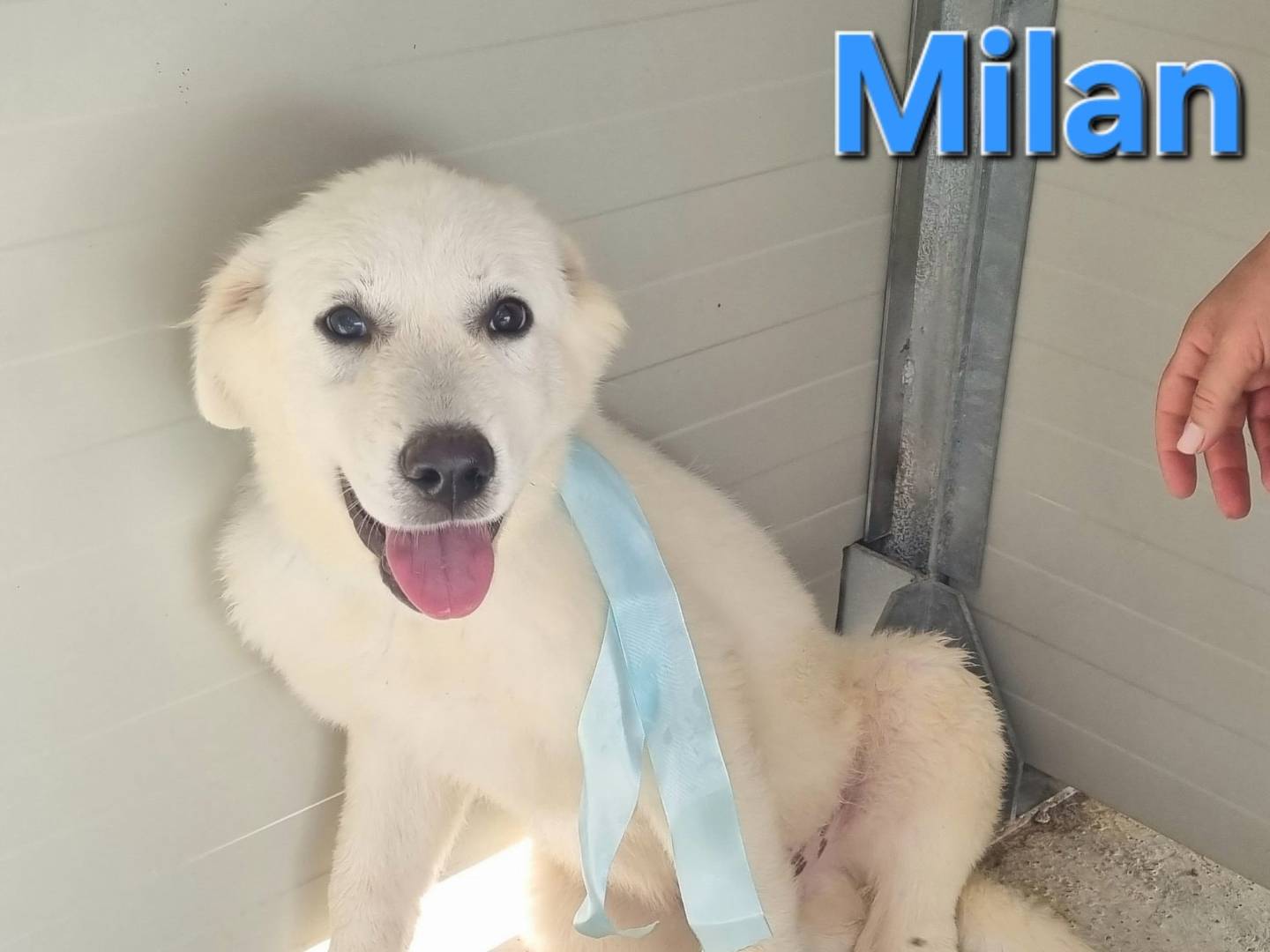 Adotta un cane, maschio, 4 mesi, Taranto