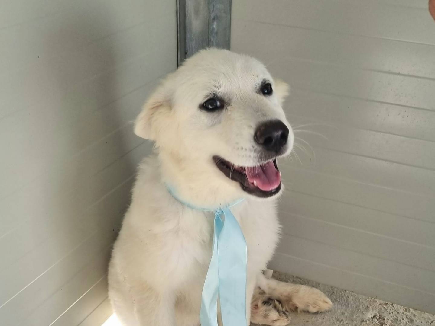 Adotta un cane, taglia grande, maschio, Taranto