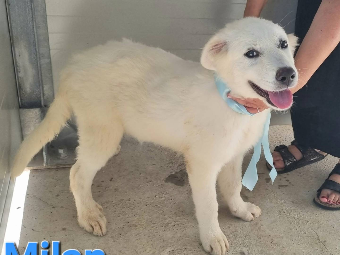 Vuoi adottare un cane a Taranto?