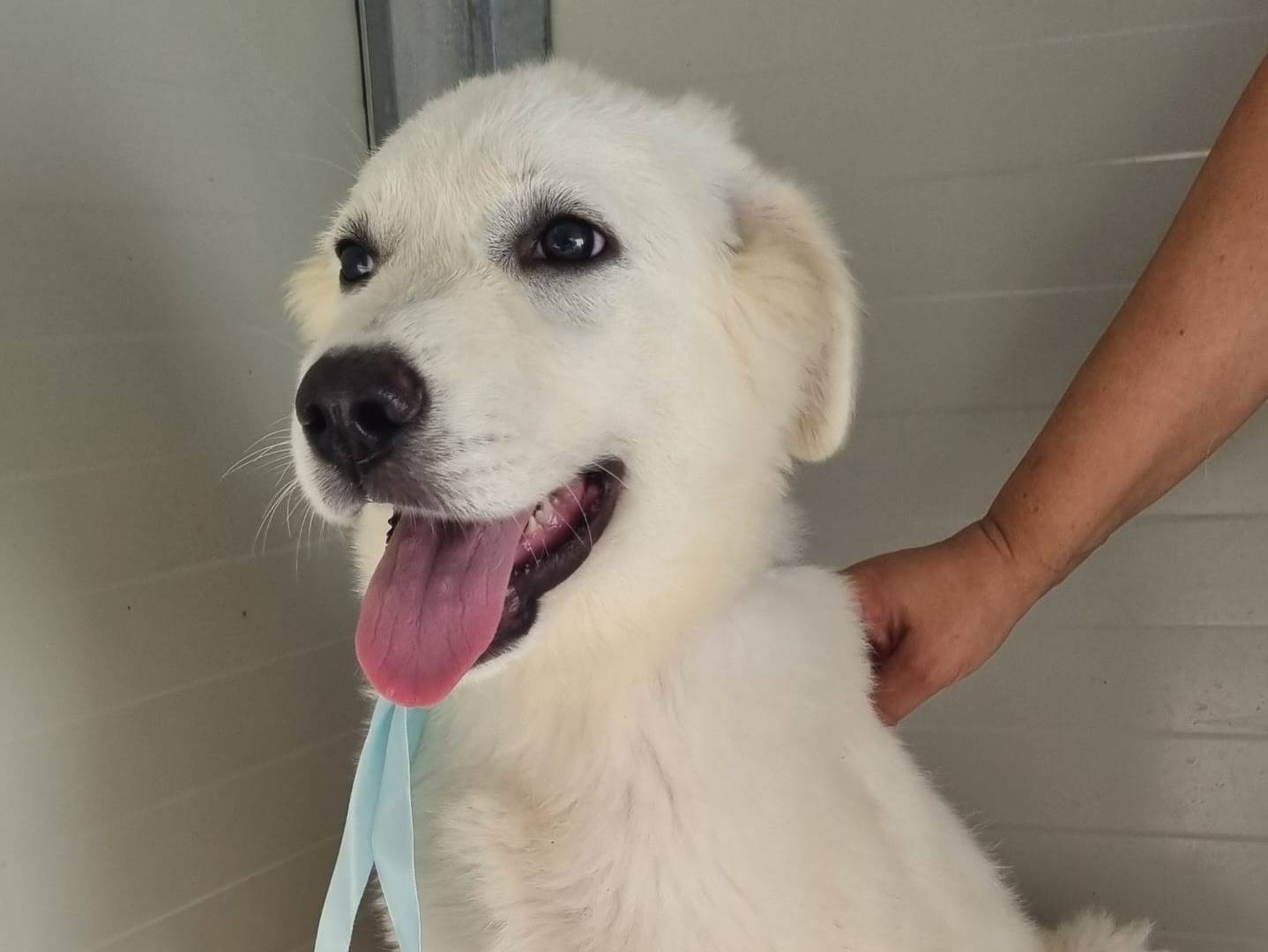 Adotta il cane Milan a Taranto