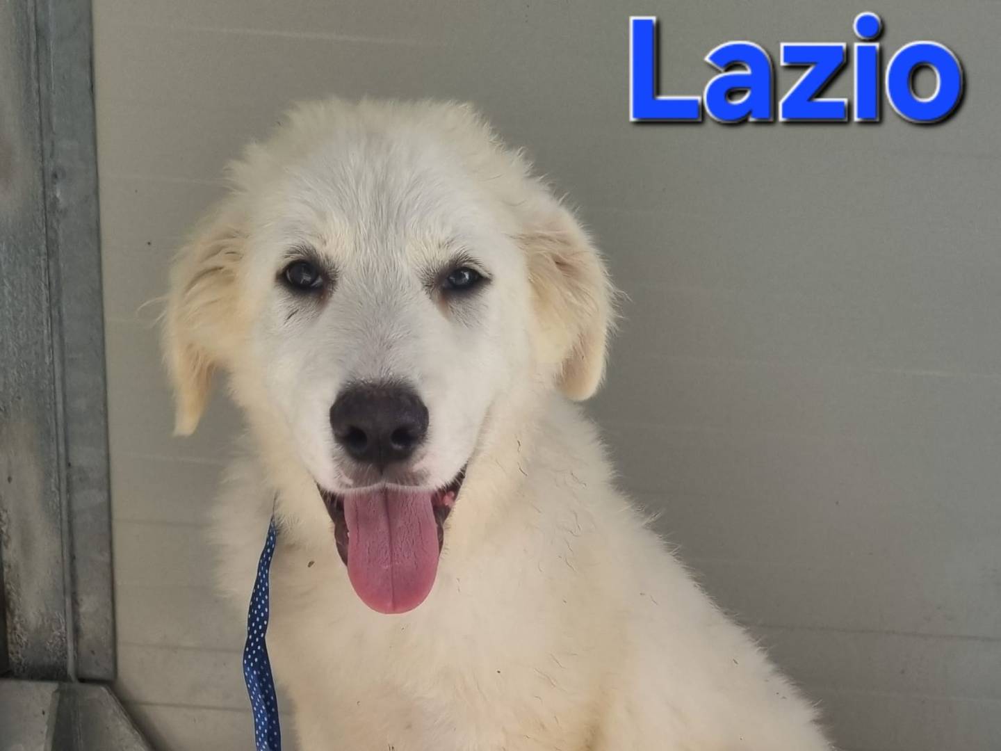 Adozione cane, maschio, Pastore maremmano Razza sconosciuta, 4 mesi, taglia grande, Taranto