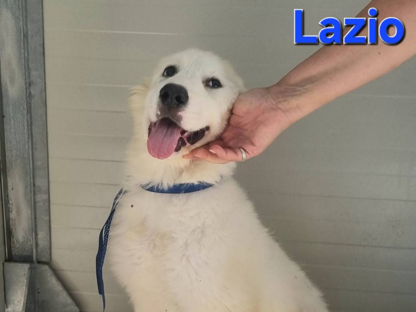Adotta un cane, maschio, 4 mesi, Taranto