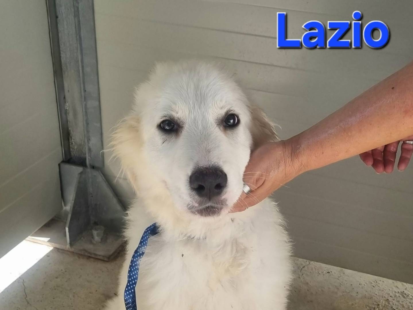 Adotta un cane, taglia grande, maschio, Taranto