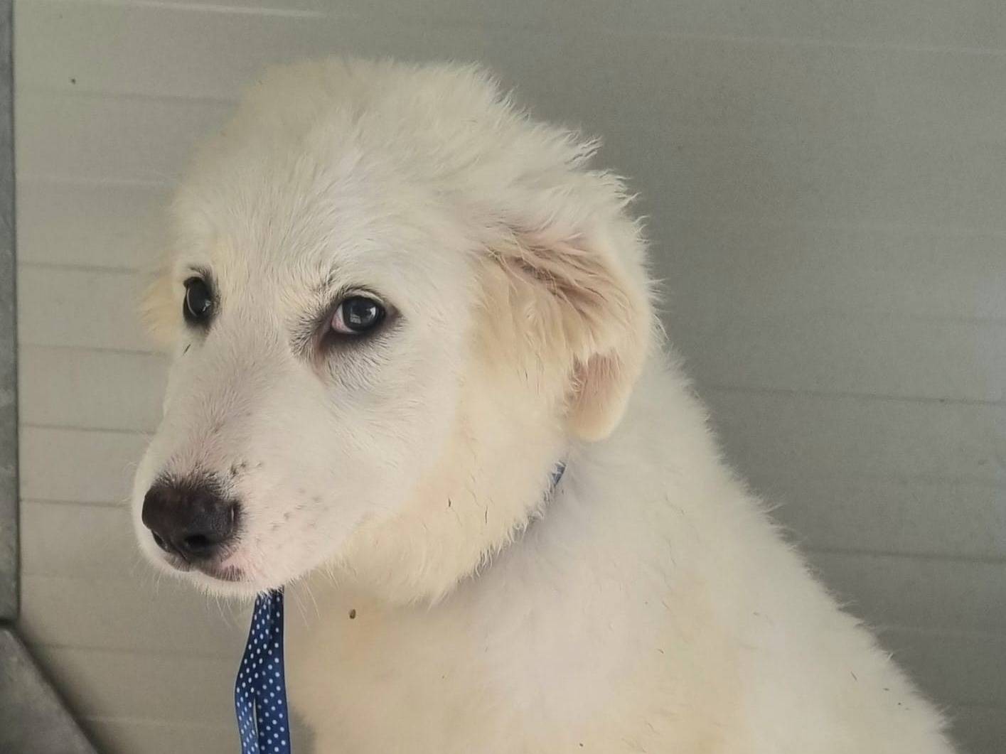 Adotta il cane Lazio a Taranto