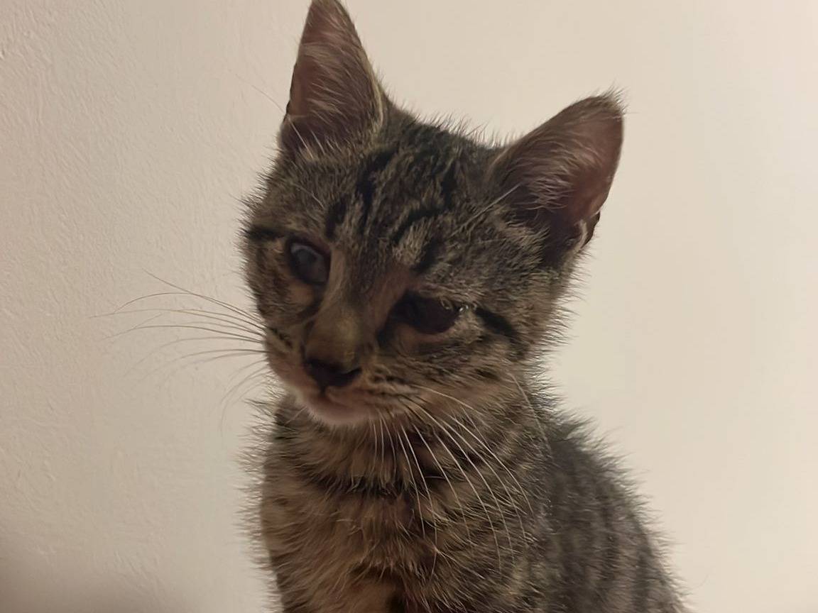 Adozione gatto, maschio, Razza sconosciuta Razza sconosciuta, 3 mesi, taglia non valida, Trieste