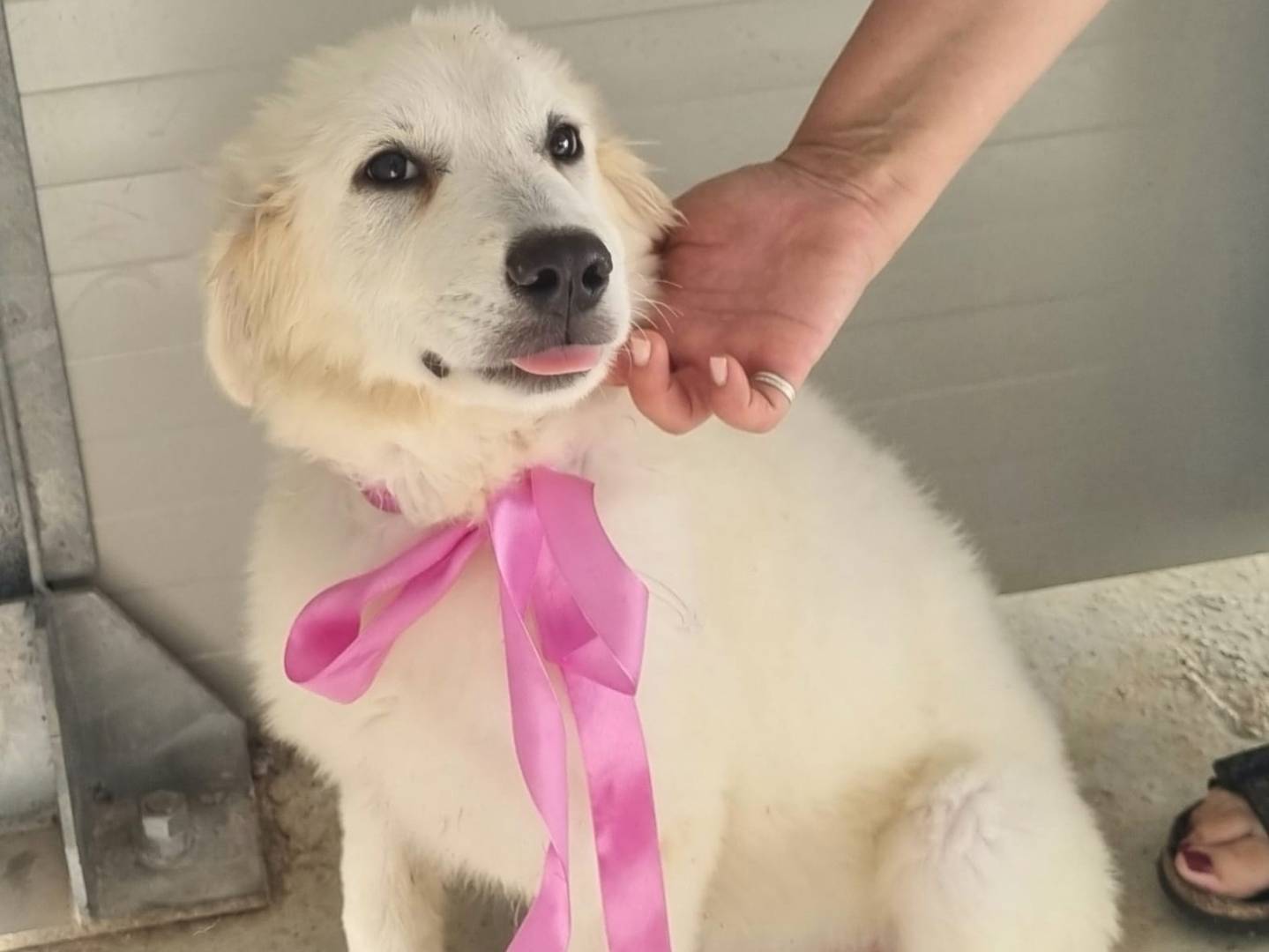 Vuoi adottare un cane a Taranto?