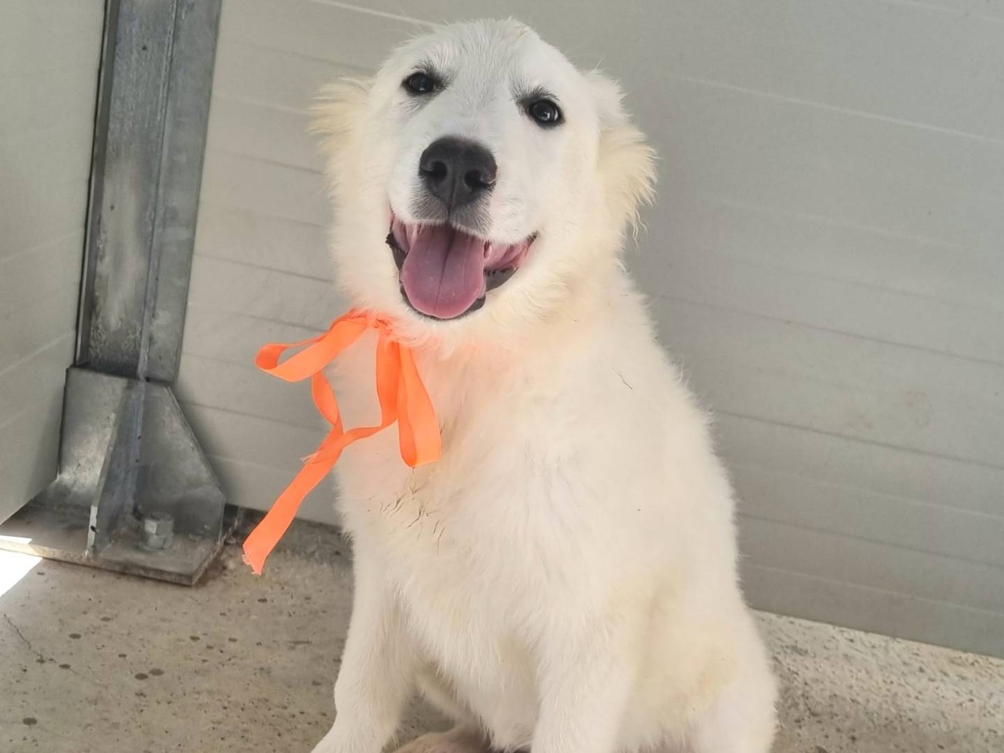 Adozione cane, femmina, Pastore maremmano Razza sconosciuta, 4 mesi, taglia grande, Taranto