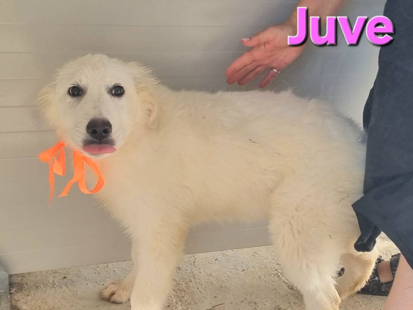 Adotta un cane, taglia grande, femmina, Taranto