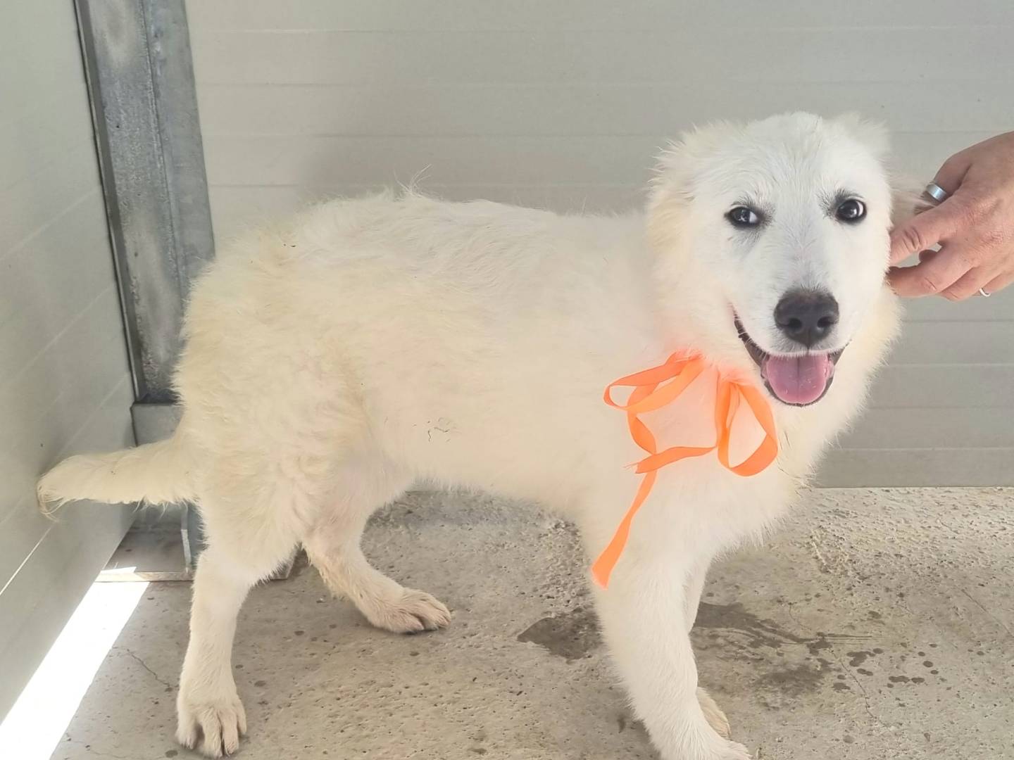 Vuoi adottare un cane a Taranto?