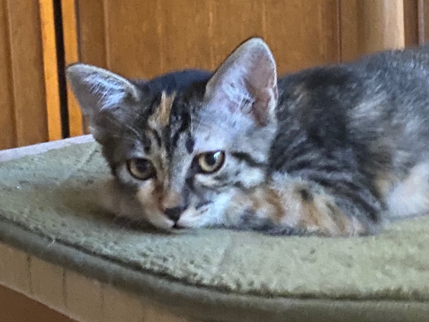 Adozione gatto, femmina, Razza sconosciuta Razza sconosciuta, 2 mesi, taglia non valida, Chieti