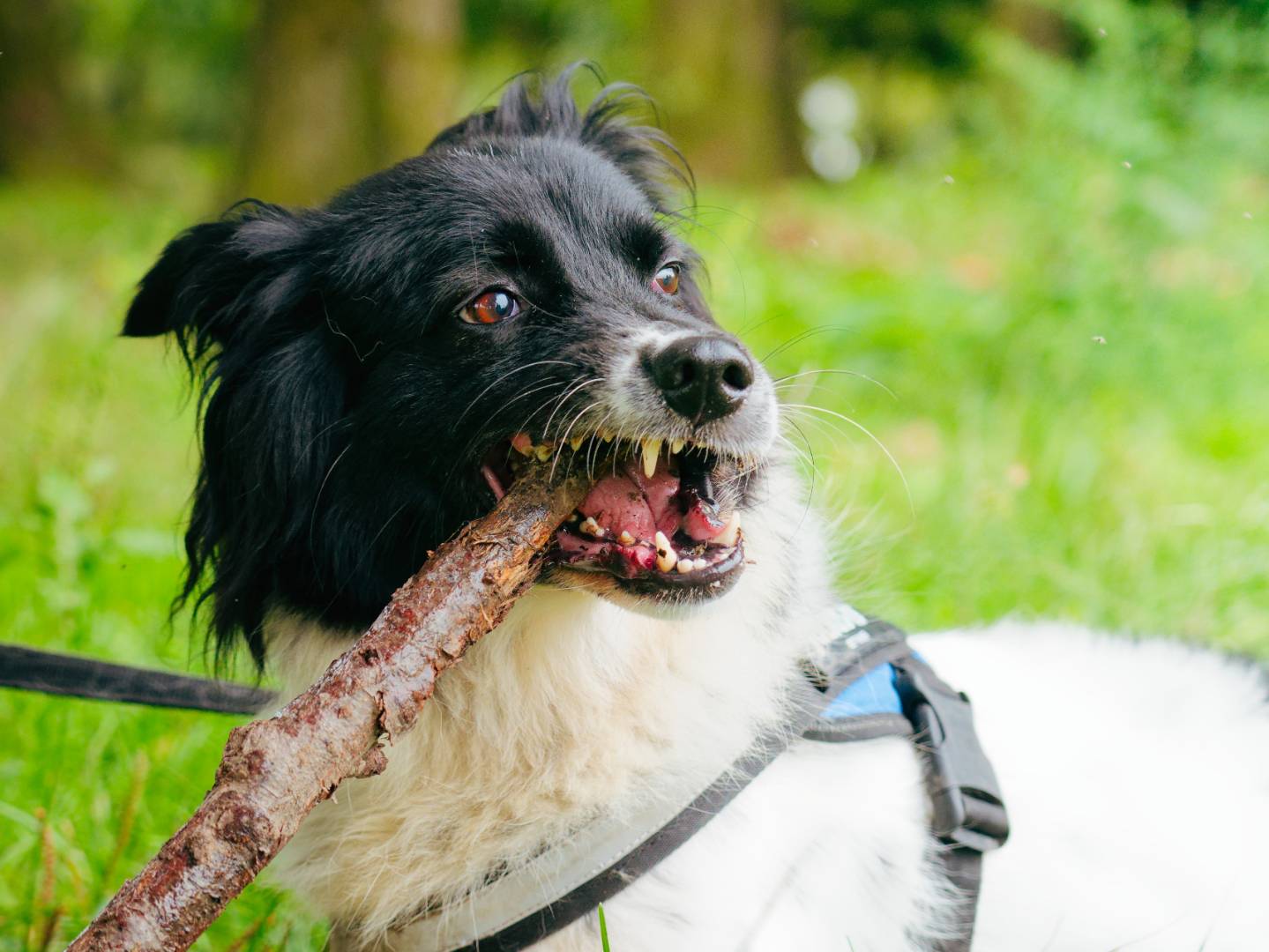 Adozione cane, maschio, Border Collie Razza sconosciuta, 6 anni e 6 mesi, taglia media, Milano