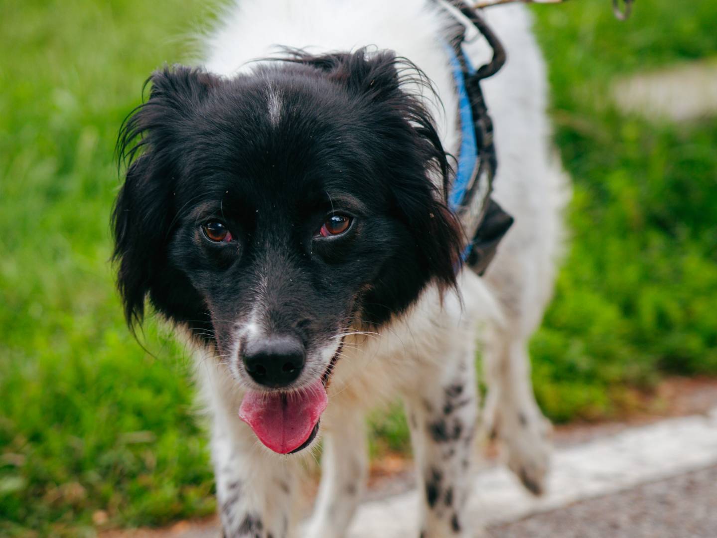 Adotta un cane, maschio, 6 anni e 6 mesi, Milano