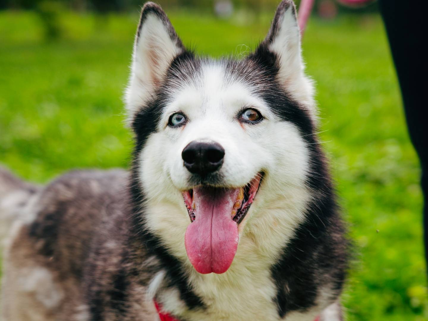 Adozione cane, femmina, Siberian Husky Razza sconosciuta, 11 anni e 4 mesi, taglia media, Milano
